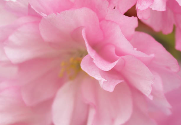 Blossoming sakura tree, pink flower buds close-up. Cherry. Floral spring background. Macro