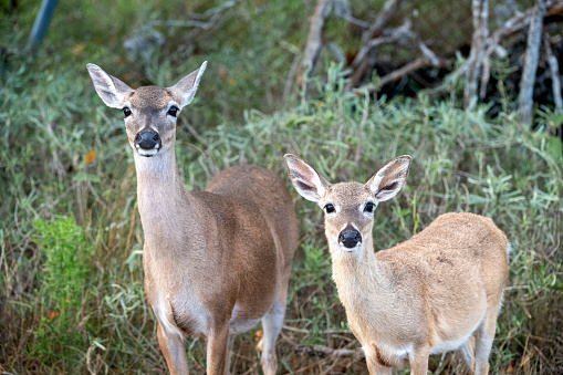Key Deer in Big Pine Key, Florida