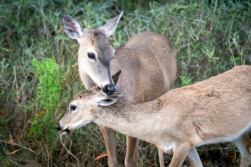 Key Deer in Big Pine Key, Florida