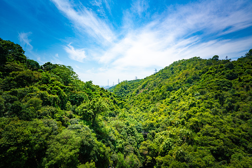 Aerial view of a forest in Hong Kong