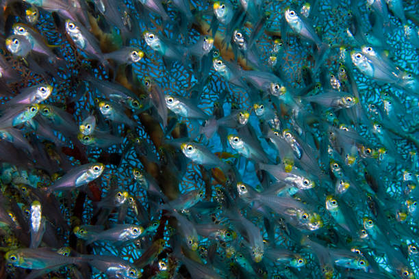 Pygmy Sweepers aka Glassfish (parapriacanthus ransonneti) in the Red Sea, Egypt stock photo