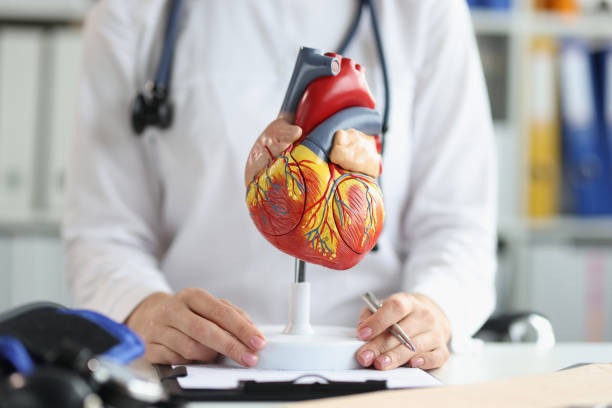 istock Plastic heart model in hospital, check up your heart, professional diagnostic 1396459892