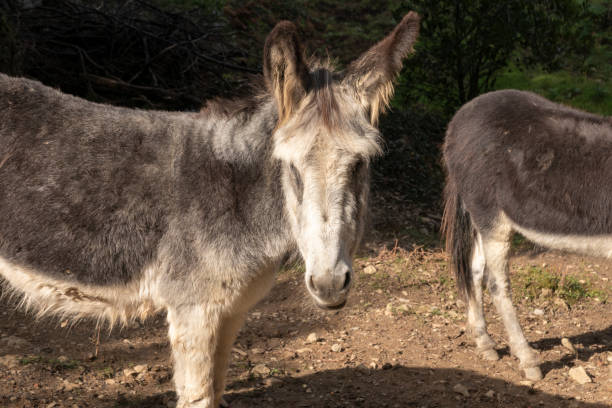 istock donkey in nature looking at the camera 1396460274