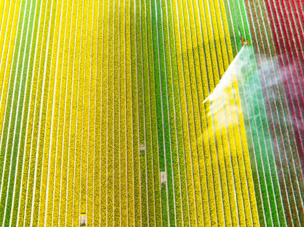 istock Tulips growing in a field sprayed by an agricultural sprinkler during springtime 1396460533