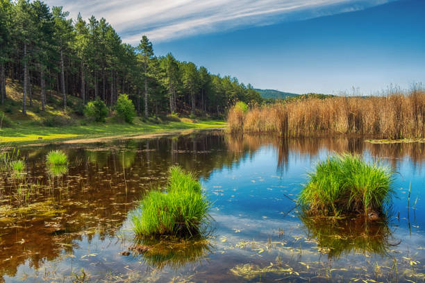 목가적 인 호수 장면 - ecological reserve tree reflection land feature 뉴스 사진 이미지