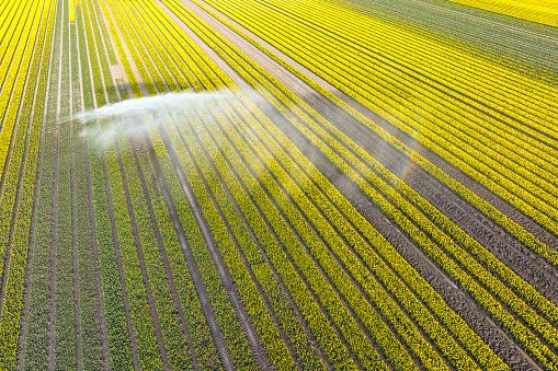 Tulips growing in an agricultural field in rows with an agricultural irrigation sprinkler gun spraying water over the flowers in Flevoland, The Netherlands, during springtime seen from above during a beautiful spring afternoon. Flowers are one of the main export products in the Netherlands and especially tulips and tulip bulbs.