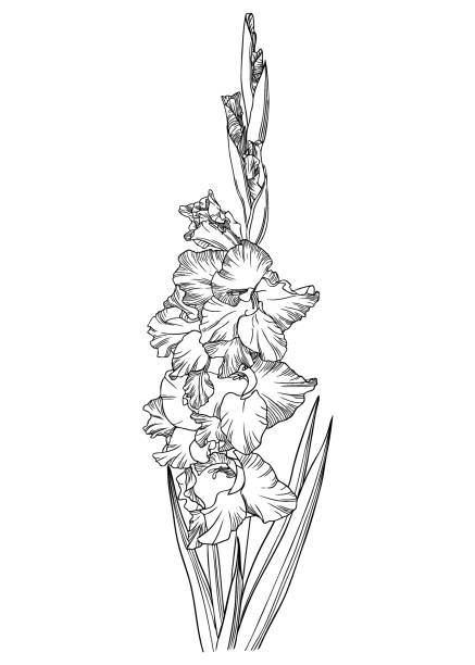 글라디올러스 벡터 윤곽선 - gladiolus stock illustrations