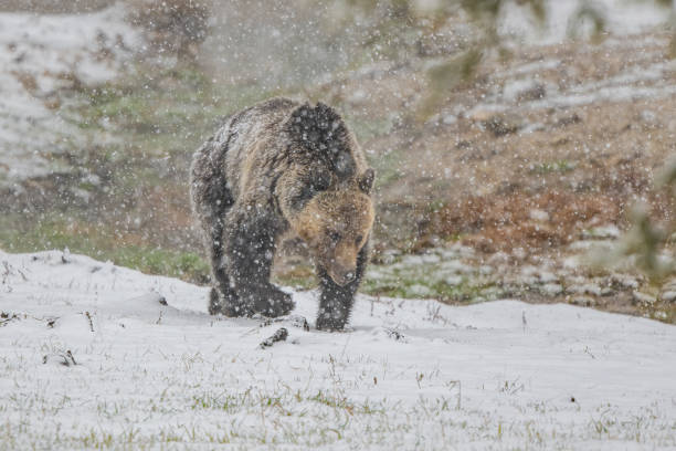 istock Grizzly bear looking for food with heavy snow falling 1396463333