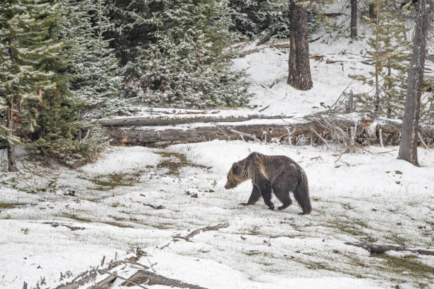 istock Grizzly bear looking for food with intermittent heavy snow falling 1396466055