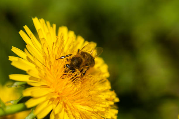 istock bee on yellow dandelion in spring garden macro background 1396466151