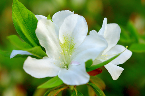 Colorful azalea flowers in full bloom in public parks in Tokyo, Japan.