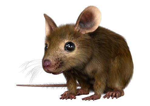 3D rendering of a little house mouse isolated on white background