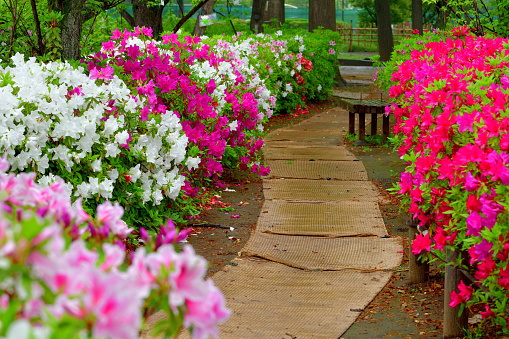 Footpath in awonderful herb and flower garden