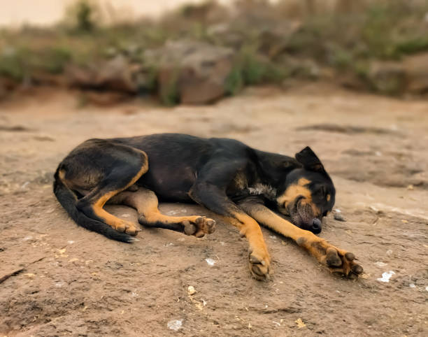 istock Black Street Dog Sleeping On The Mountain 1396466629