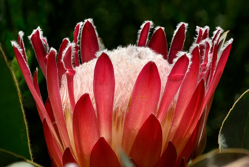 Detail of Protea flower from South Africa, also called sugarbush.