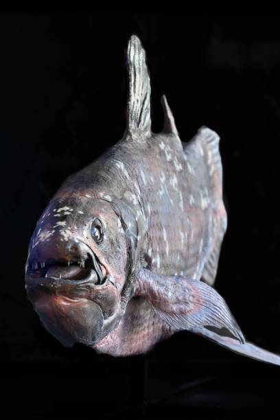 Lifesize realistic reconstruction of the fish coelacanth, Latimeria chalumnae Lifesize realistic reconstruction of the fish coelacanth, Latimeria chalumnae, living fossil in West Indian Ocean. coelacanth photos stock pictures, royalty-free photos & images