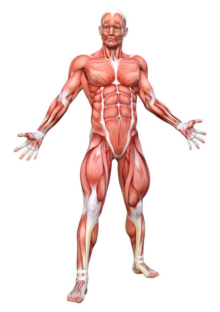 istock 3D Rendering Male Anatomy Figure on White 1396467691