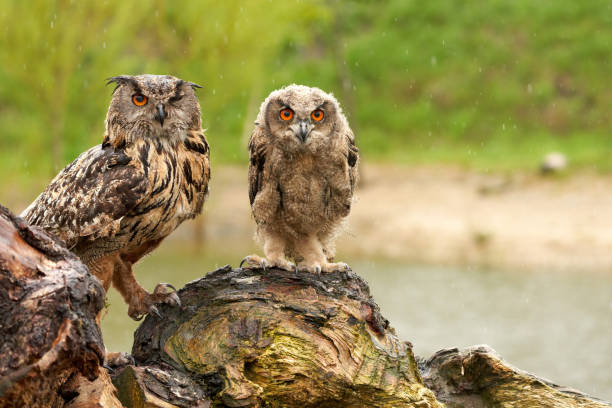 Two wild Eurasian eagle owls are sitting outside on a tree trunk in the rain. Red eyes, young bird with its mother. Lake in background Two wild Eurasian eagle owls are sitting outside on a tree trunk in the rain. Red eyes, young bird with its mother. Lake in background. eurasian eagle owl stock pictures, royalty-free photos & images