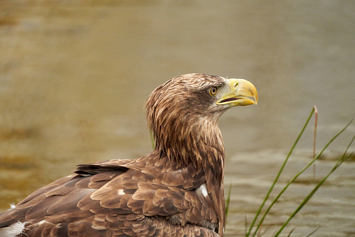 A detailed bald eagle head, yellow bill. The bird sits on the edge of the water, scanning the water's surface for fish.