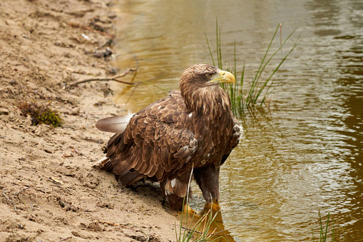 A sea eagle is drinking in the water. Water droplets leak from the beak. Detailed, yellow beak brown feathers, animal themes.
