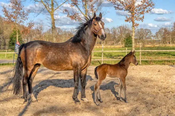 A week old dark brown foal stands outside in the sun with her mother. mare with red halter. Warmblood, KWPN dressage horse. animal themes, newborn.