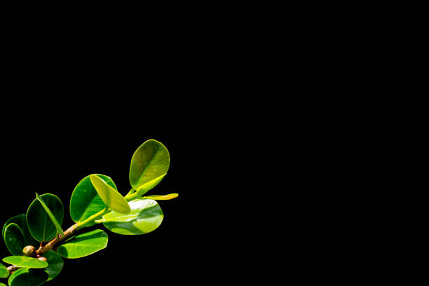 Ficus annulata Blume or Ficus microcarpa L.f. on isolated black background