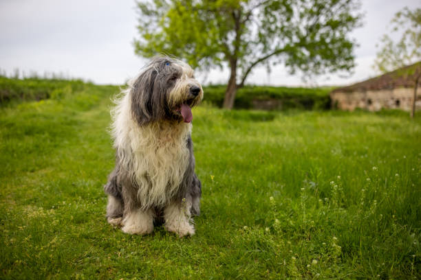 porträt des bobtail-hundes auf der wiese - old english sheepdog stock-fotos und bilder