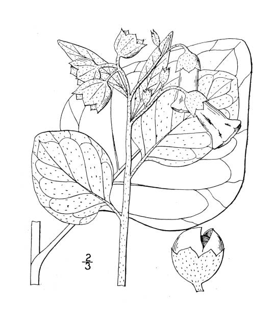 Antique botany plant illustration: Nicotiana rustica, Wild tobacco Antique botany plant illustration: Nicotiana rustica, Wild tobacco nicotiana rustica stock illustrations