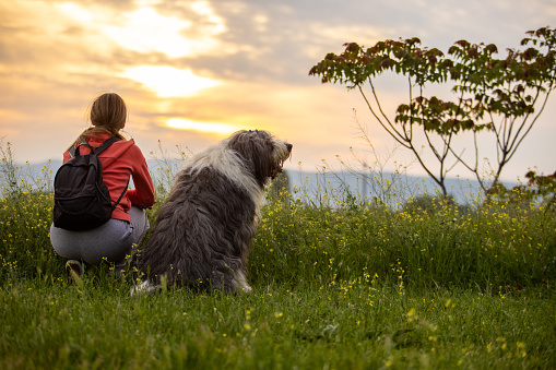Unrecognizable woman and her bobtail dog, admiring the sunset in the nature