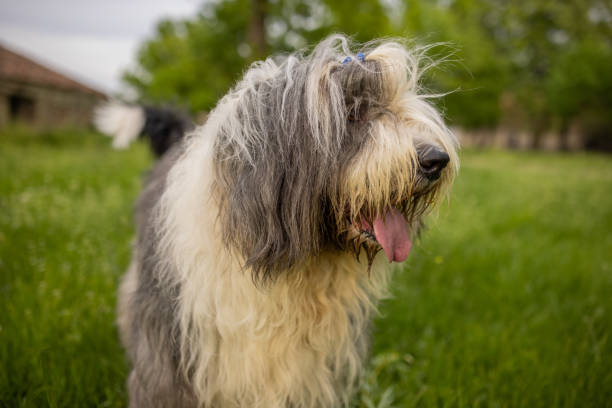 istock Bobtail dog walking on the meadow 1396469877