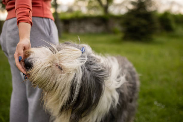 istock Unrecognizable woman training her Bobtail dog 1396470705