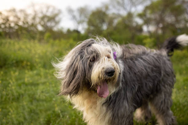 istock Bobtail dog running on the meadow 1396471040