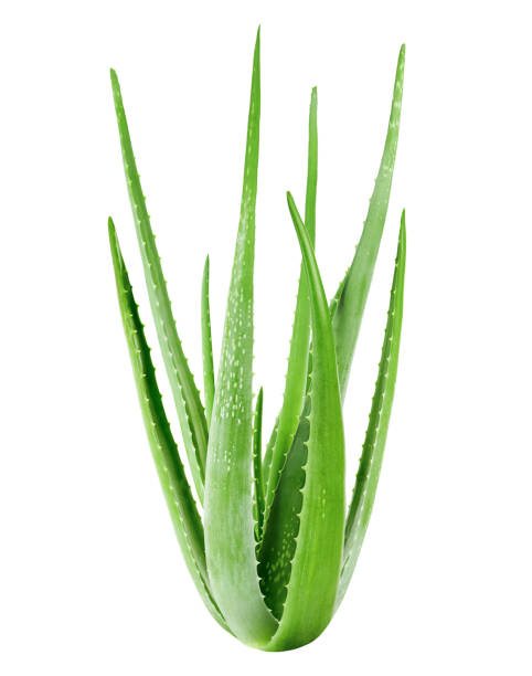 istock aloe vera plant 1396471163