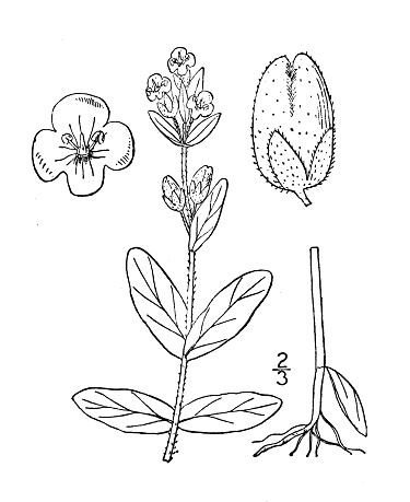 Antique botany plant illustration: Veronica alpina, Alpine Speedwell