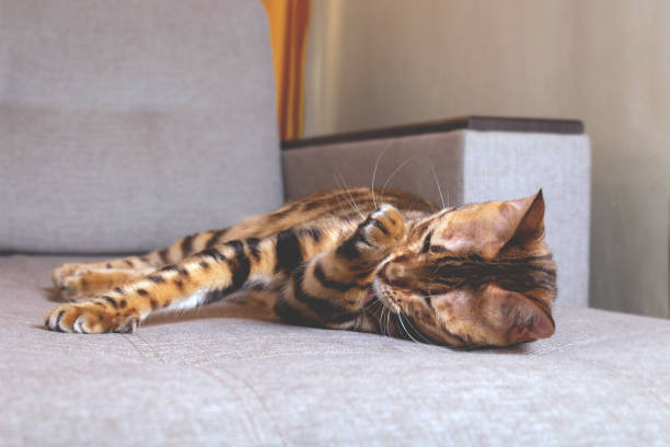 istock Bengal cat lying on couch and washing. 1396472002