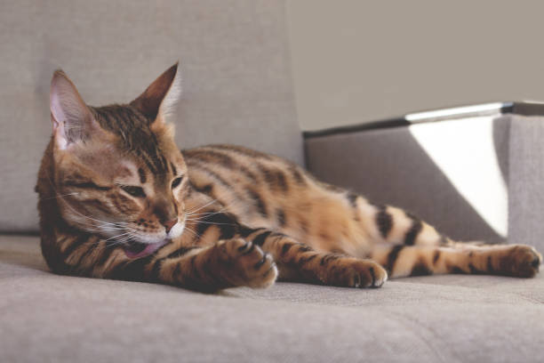 istock Bengal cat lying on couch and washing. 1396472008