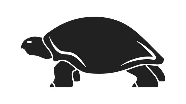 czarna sylwetka żółwi izolowana na białym tle - young animal sea life amphibians animals and pets stock illustrations