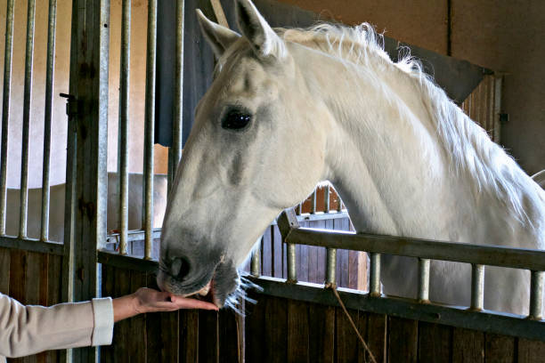istock White horse in a stable 1396472212