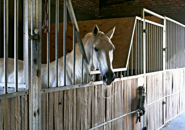 istock White horse in a stable 1396472231