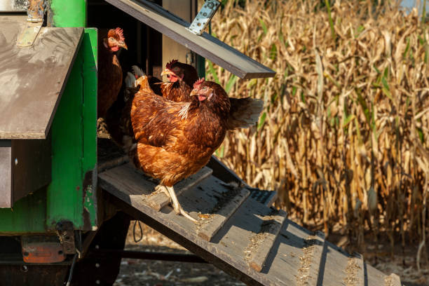 brown chickens come out of their mobile chicken coop using the chicken ladder. In the background you can see a corn field.