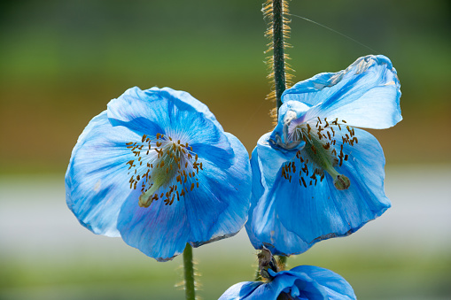 Blue Meconopsis in full bloom