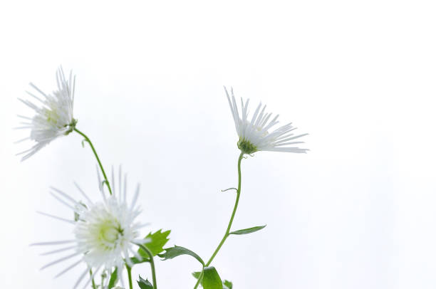 istock White Flowers on the White Background 1396473605
