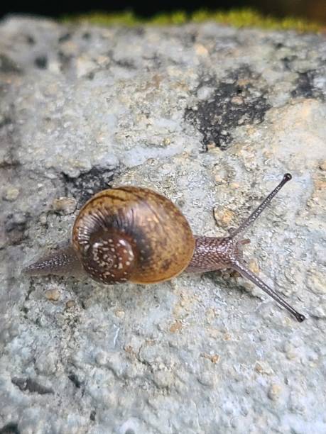 istock Giant African snail 1396473866