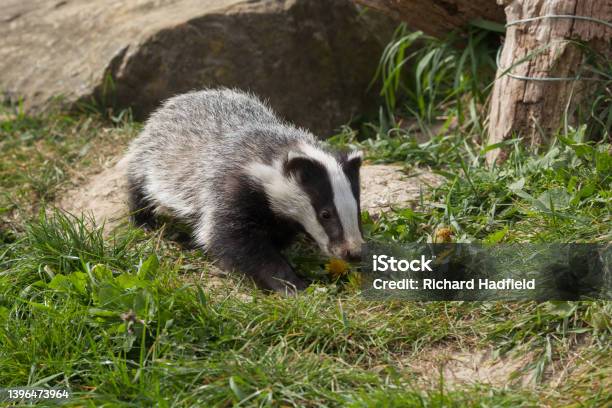 Eurasian Badger Cub Foraging In Woodland Stock Photo - Download Image Now