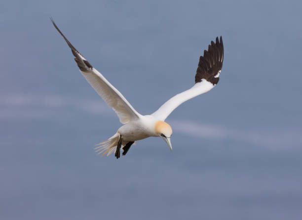istock A Northern Gannet (Morus bassanus) in Flight, Hovering over a Cliff Edge. 1396473988