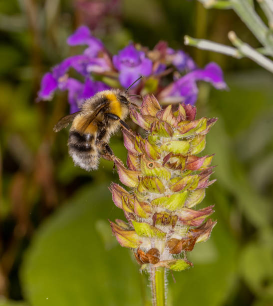 istock Male White Tailed Bumblebee (Bombus locorum) Hovering at a Flower 1396474080