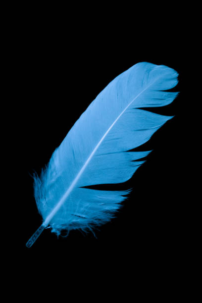 istock blue feather of a goose on a black background 1396475014
