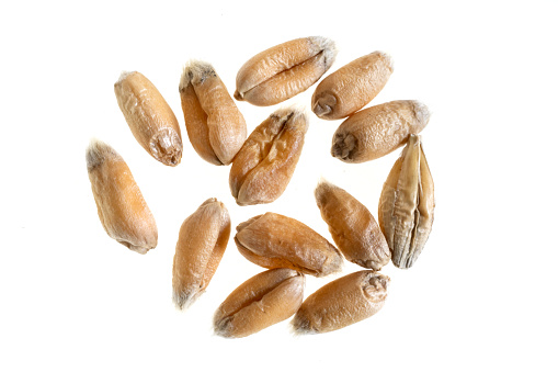 wheat grains on a white isolated background