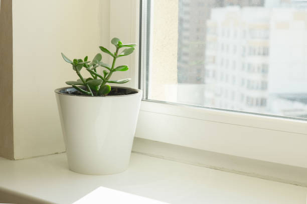 istock Crassula in a white flower pot stands on a windowsill 1396476804
