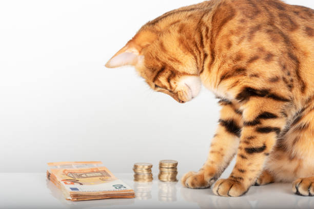 un hermoso gato mira el dinero europeo. - money cat fotografías e imágenes de stock